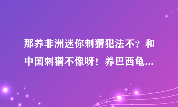 那养非洲迷你刺猬犯法不？和中国刺猬不像呀！养巴西龟犯法不？和中国龟也不像呀