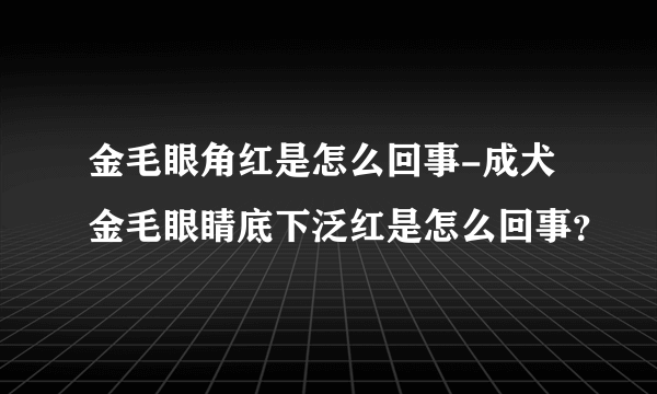 金毛眼角红是怎么回事-成犬金毛眼睛底下泛红是怎么回事？