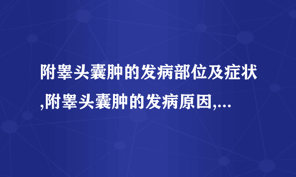 附睾头囊肿的发病部位及症状,附睾头囊肿的发病原因,附睾头囊肿的治疗方法