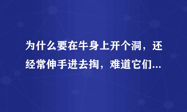 为什么要在牛身上开个洞，还经常伸手进去掏，难道它们不会痛吗？