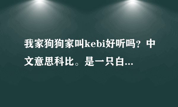 我家狗狗家叫kebi好听吗？中文意思科比。是一只白色小博美？