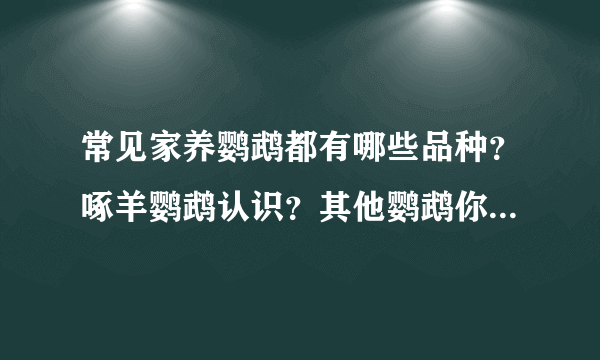 常见家养鹦鹉都有哪些品种？啄羊鹦鹉认识？其他鹦鹉你认识几种？