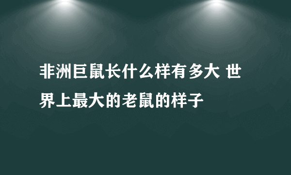 非洲巨鼠长什么样有多大 世界上最大的老鼠的样子