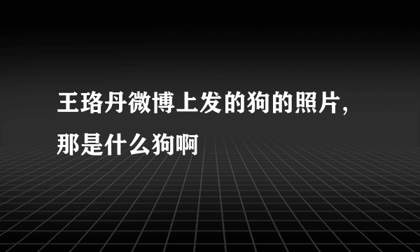 王珞丹微博上发的狗的照片,那是什么狗啊