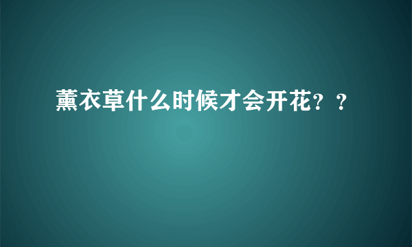 薰衣草什么时候才会开花？？