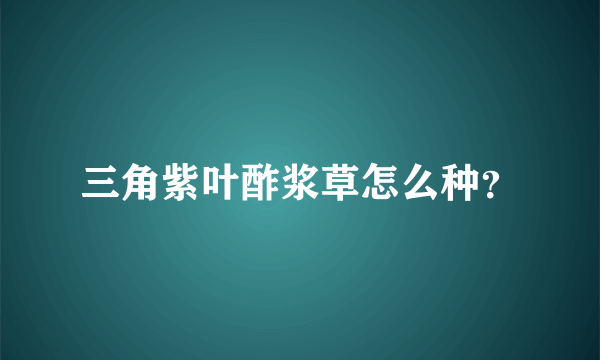 三角紫叶酢浆草怎么种？