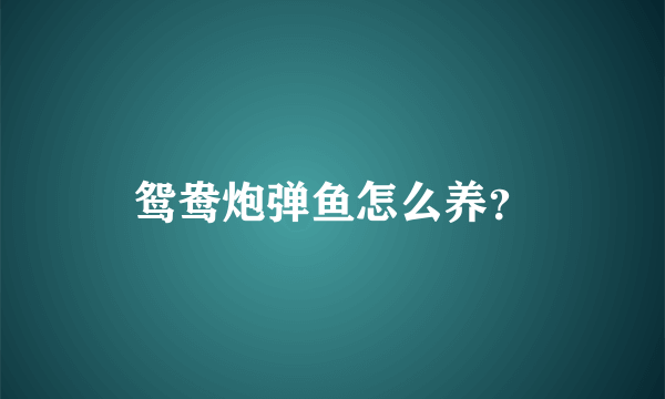 鸳鸯炮弹鱼怎么养？