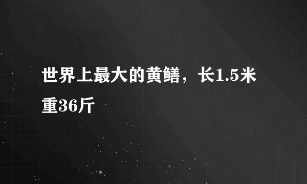 世界上最大的黄鳝，长1.5米重36斤