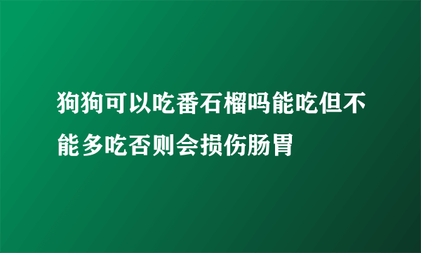 狗狗可以吃番石榴吗能吃但不能多吃否则会损伤肠胃