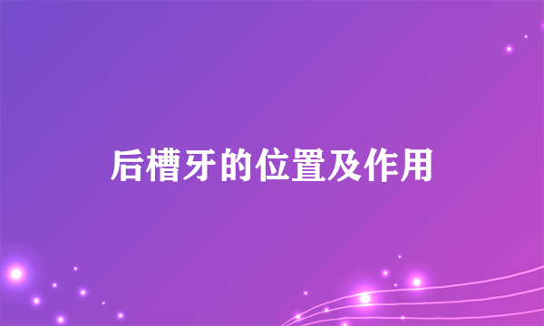 后槽牙的位置及作用