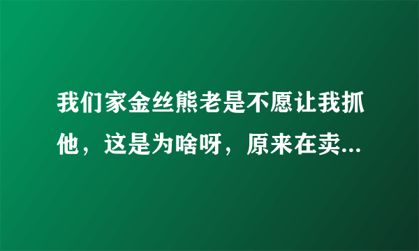 我们家金丝熊老是不愿让我抓他，这是为啥呀，原来在卖家家里的时候超级乖怎么抓都可以的，为啥呀？