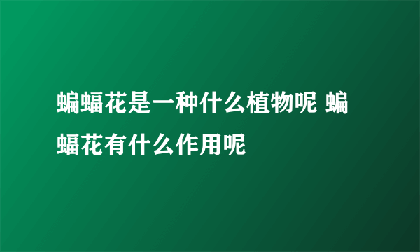 蝙蝠花是一种什么植物呢 蝙蝠花有什么作用呢