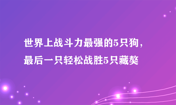 世界上战斗力最强的5只狗，最后一只轻松战胜5只藏獒