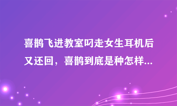 喜鹊飞进教室叼走女生耳机后又还回，喜鹊到底是种怎样的生物？