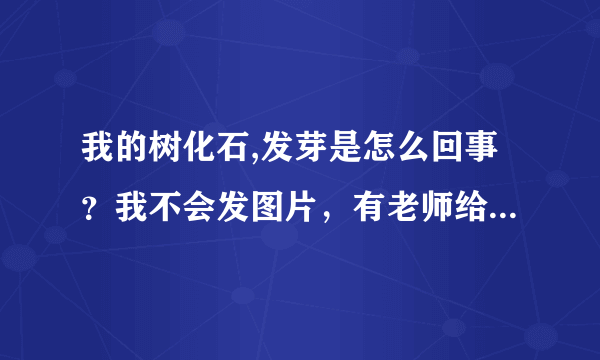 我的树化石,发芽是怎么回事？我不会发图片，有老师给解惑一下吗？