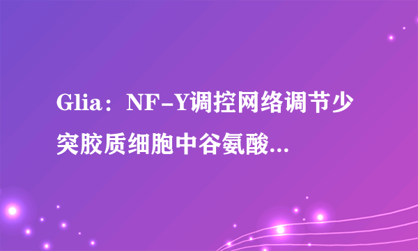 Glia：NF-Y调控网络调节少突胶质细胞中谷氨酸受体4的表达