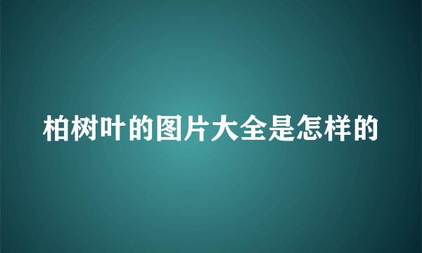 柏树叶的图片大全是怎样的