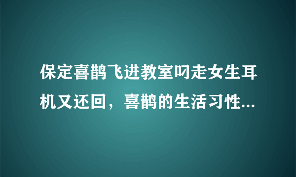 保定喜鹊飞进教室叼走女生耳机又还回，喜鹊的生活习性有哪些？