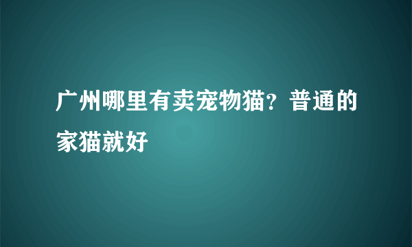 广州哪里有卖宠物猫？普通的家猫就好