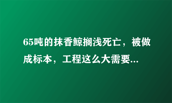 65吨的抹香鲸搁浅死亡，被做成标本，工程这么大需要耗费多少人力物力？