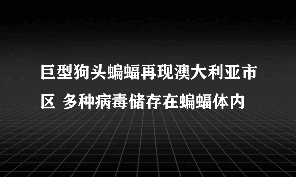 巨型狗头蝙蝠再现澳大利亚市区 多种病毒储存在蝙蝠体内