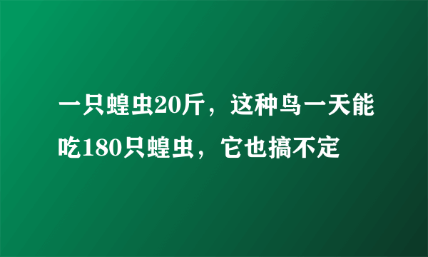 一只蝗虫20斤，这种鸟一天能吃180只蝗虫，它也搞不定