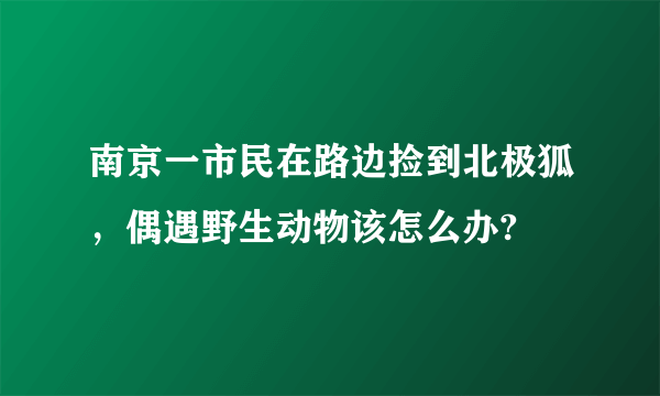 南京一市民在路边捡到北极狐，偶遇野生动物该怎么办?