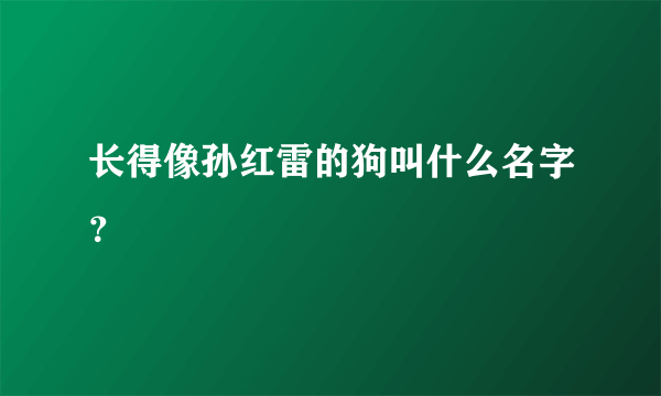 长得像孙红雷的狗叫什么名字？