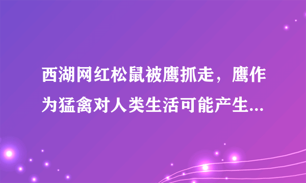 西湖网红松鼠被鹰抓走，鹰作为猛禽对人类生活可能产生什么影响？