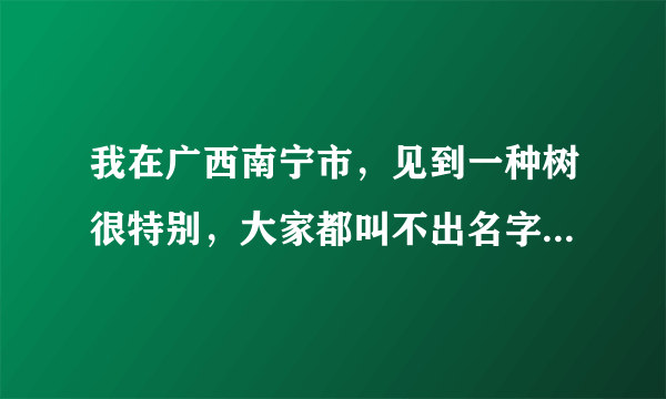 我在广西南宁市，见到一种树很特别，大家都叫不出名字，能有高手帮认一下吗？谢谢！