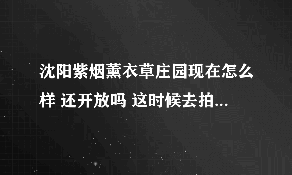 沈阳紫烟薰衣草庄园现在怎么样 还开放吗 这时候去拍照怎么样？