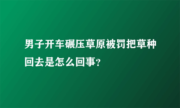 男子开车碾压草原被罚把草种回去是怎么回事？