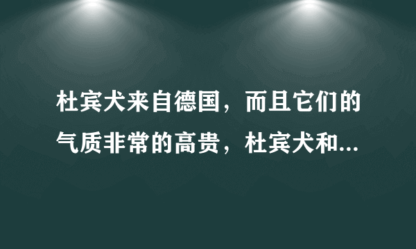 杜宾犬来自德国，而且它们的气质非常的高贵，杜宾犬和罗威纳哪个好？