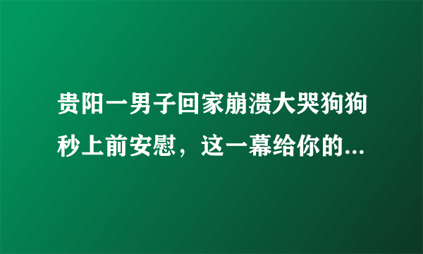 贵阳一男子回家崩溃大哭狗狗秒上前安慰，这一幕给你的最大感触是什么？