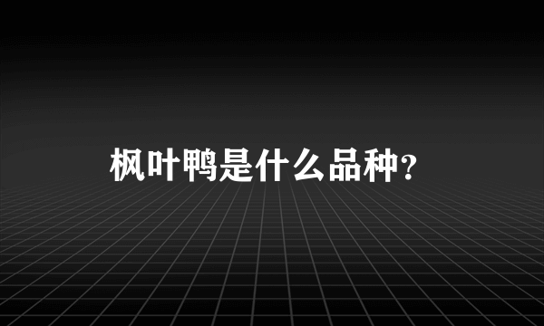 枫叶鸭是什么品种？