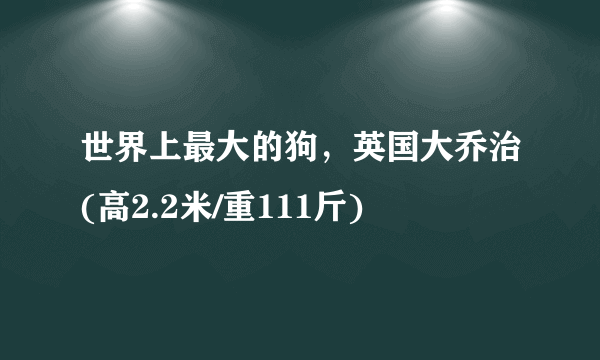 世界上最大的狗，英国大乔治(高2.2米/重111斤)