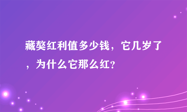 藏獒红利值多少钱，它几岁了，为什么它那么红？