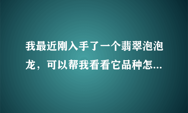 我最近刚入手了一个翡翠泡泡龙，可以帮我看看它品种怎么样，价格多少合适吗？