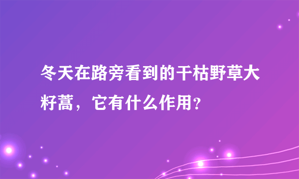 冬天在路旁看到的干枯野草大籽蒿，它有什么作用？