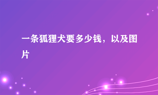 一条狐狸犬要多少钱，以及图片