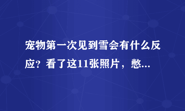 宠物第一次见到雪会有什么反应？看了这11张照片，憋不住笑了