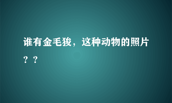 谁有金毛狻，这种动物的照片？？