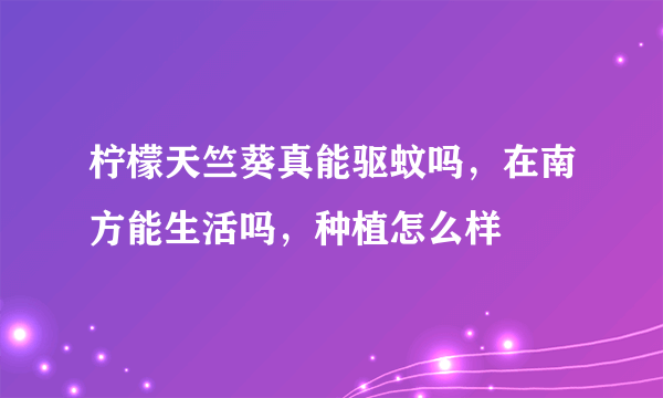 柠檬天竺葵真能驱蚊吗，在南方能生活吗，种植怎么样