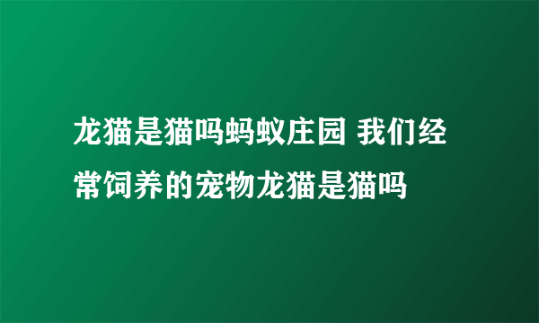 龙猫是猫吗蚂蚁庄园 我们经常饲养的宠物龙猫是猫吗