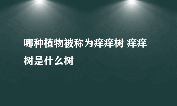 哪种植物被称为痒痒树 痒痒树是什么树