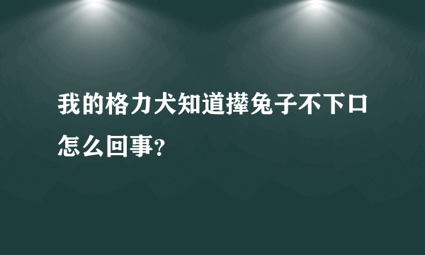 我的格力犬知道撵兔子不下口怎么回事？