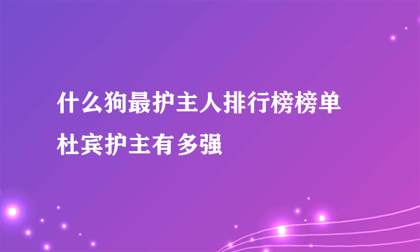 什么狗最护主人排行榜榜单 杜宾护主有多强