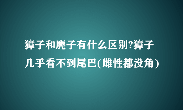 獐子和麂子有什么区别?獐子几乎看不到尾巴(雌性都没角)