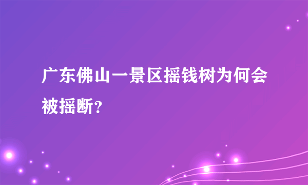 广东佛山一景区摇钱树为何会被摇断？