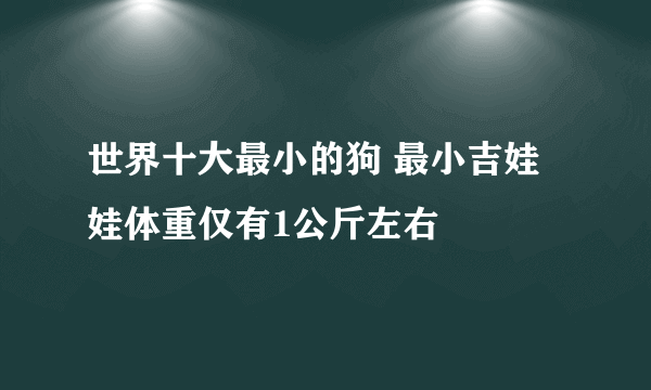 世界十大最小的狗 最小吉娃娃体重仅有1公斤左右